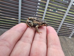 Limnodynastes dumerilii insularis