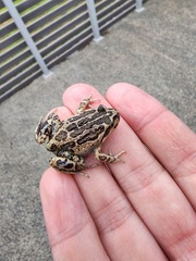 Limnodynastes dumerilii insularis