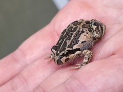 Limnodynastes dumerilii insularis