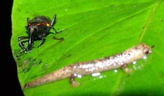 Cactophagus circumjectus