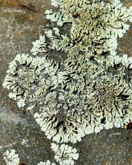 Xanthoparmelia conspersa