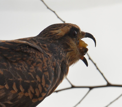 Rostrhamus sociabilis plumbeus