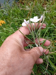 Epilobium pallidiflorum