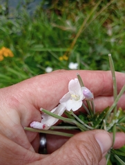 Epilobium pallidiflorum