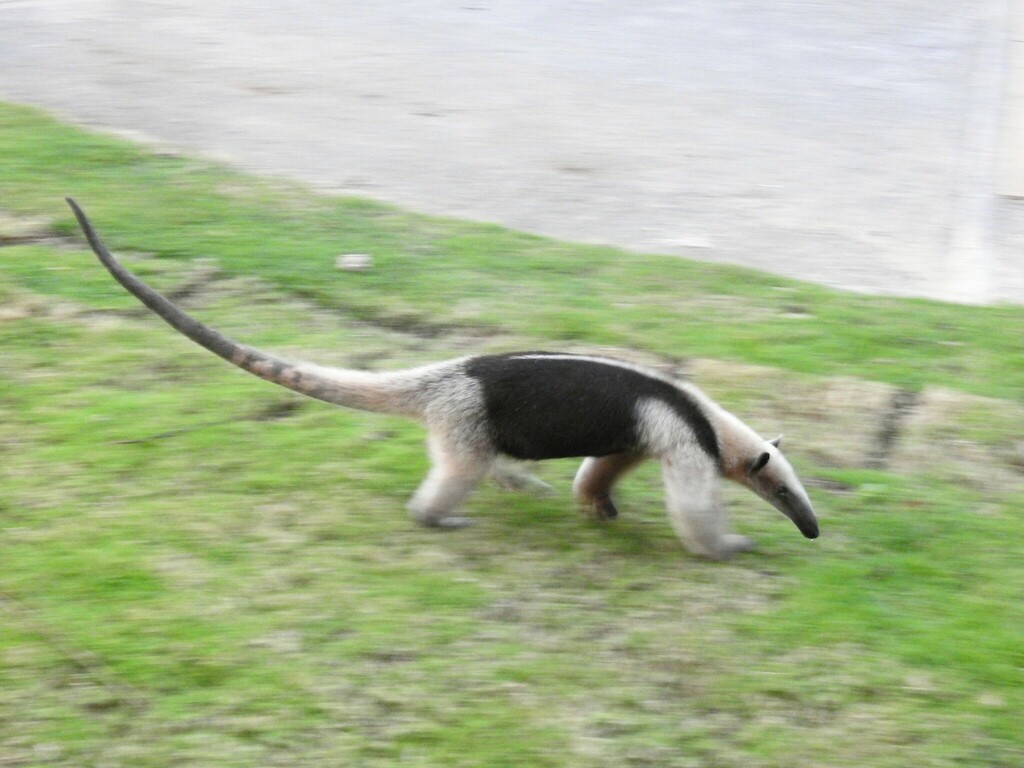 Northern Tamandua (Tamandua mexicana)