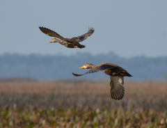 Anas platyrhynchos × fulvigula