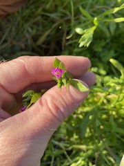 Calandrinia menziesii