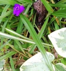 Tradescantia