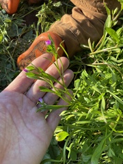 Calandrinia menziesii