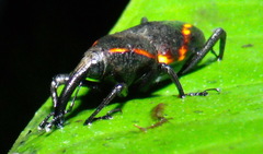 Cactophagus circumjectus