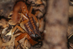Tityus carrilloi