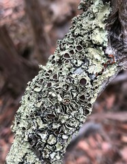 Flavoparmelia rutidota