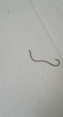 Typhlopidae