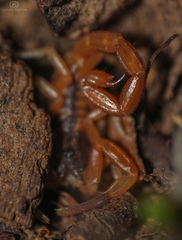 Tityus carrilloi