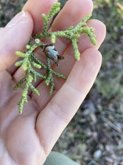 Walshomyia juniperina