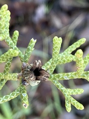 Walshomyia juniperina