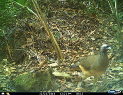 Ortalis poliocephala