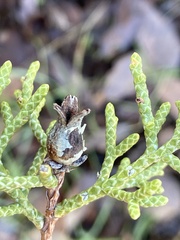 Walshomyia juniperina