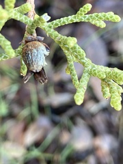 Walshomyia juniperina
