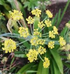 Foeniculum