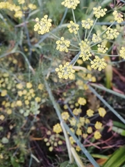 Foeniculum
