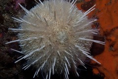 Echinus gilchristi