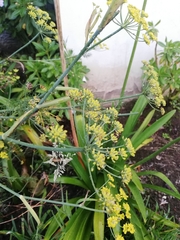 Foeniculum