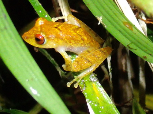 La Loma Robber Frog, Pristimantis caryophyllaceus