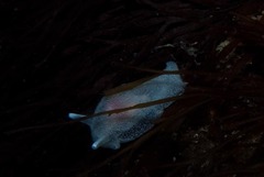 Pleurobranchaea tarda
