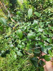 Eugenia uniflora