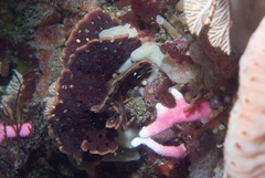 Adeonellopsis