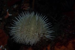Echinus gilchristi