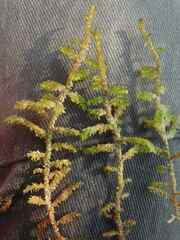 Scorpidium scorpioides