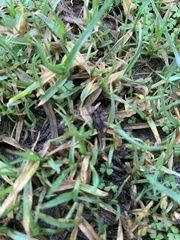 Teleogryllus commodus