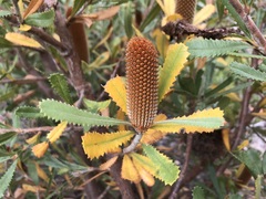 Banksia ornata