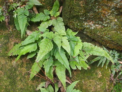 Tectaria subtriphylla