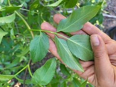 Sambucus cerulea