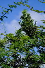 Euphorbia tirucalli