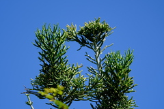 Euphorbia tirucalli