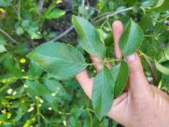 Sambucus cerulea