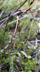 Lepidobolus drapetocoleus