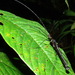 Eucles unicolor - Photo (c) John G. Phillips, some rights reserved (CC BY-NC), uploaded by John G. Phillips
