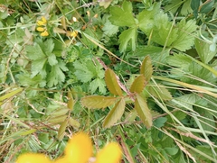 Argentina anserinoides