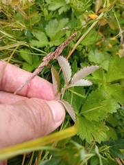 Argentina anserinoides