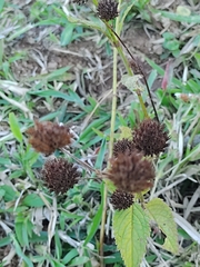Hyptis capitata