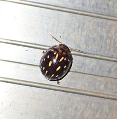 Paropsisterna anomala