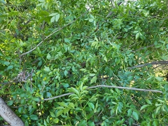 Sambucus cerulea