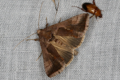 Chrysodeixis subsidens