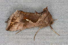 Chrysodeixis subsidens