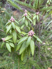 Rhododendron columbianum